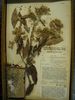 historical herbarium sample